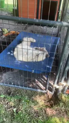 Another Luna morning wake up that introduced her to the world! #animals #cuteanimals 