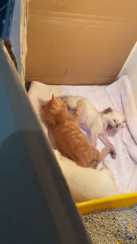 Begini kelakuan kalo ga diawasin, main kenyot perut saudaranya aja 😩 #kucingnyusu #kittenlucu #anakkucing 