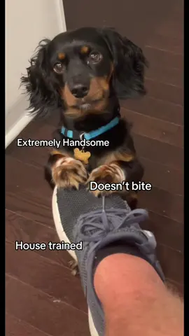 Still the best Bob 👀🫣 #dachshund #fyp #dogtok #packing #dog #lol #bestfriend #puppy #fypシ #trend 
