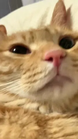 #cat