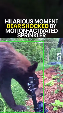 A black bear got quite the surprise when it activated a sprinkler in a yard in Minnesota. Security camera footage captured the hilarious moment when a bear stepped in front of the sprinkler and was almost instantly hit in the face with water. The bear then ran away. Sanda McCartney told Storyful the sprinkler was meant for other pests. She said, 