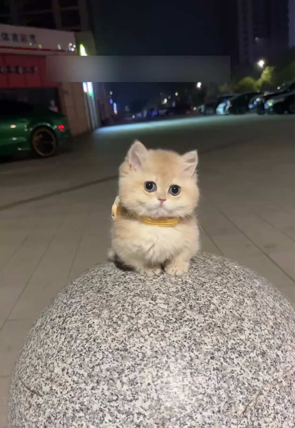 So cute.😊#kitten #cat 