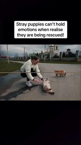 Stray puppies can’t hold emotions when realise they are being rescued! #rescue #rescuedog #rescuepuppy #dog #puppy #poordog #straydog #homelessdog #dogsoftiktok #puppytiktok 