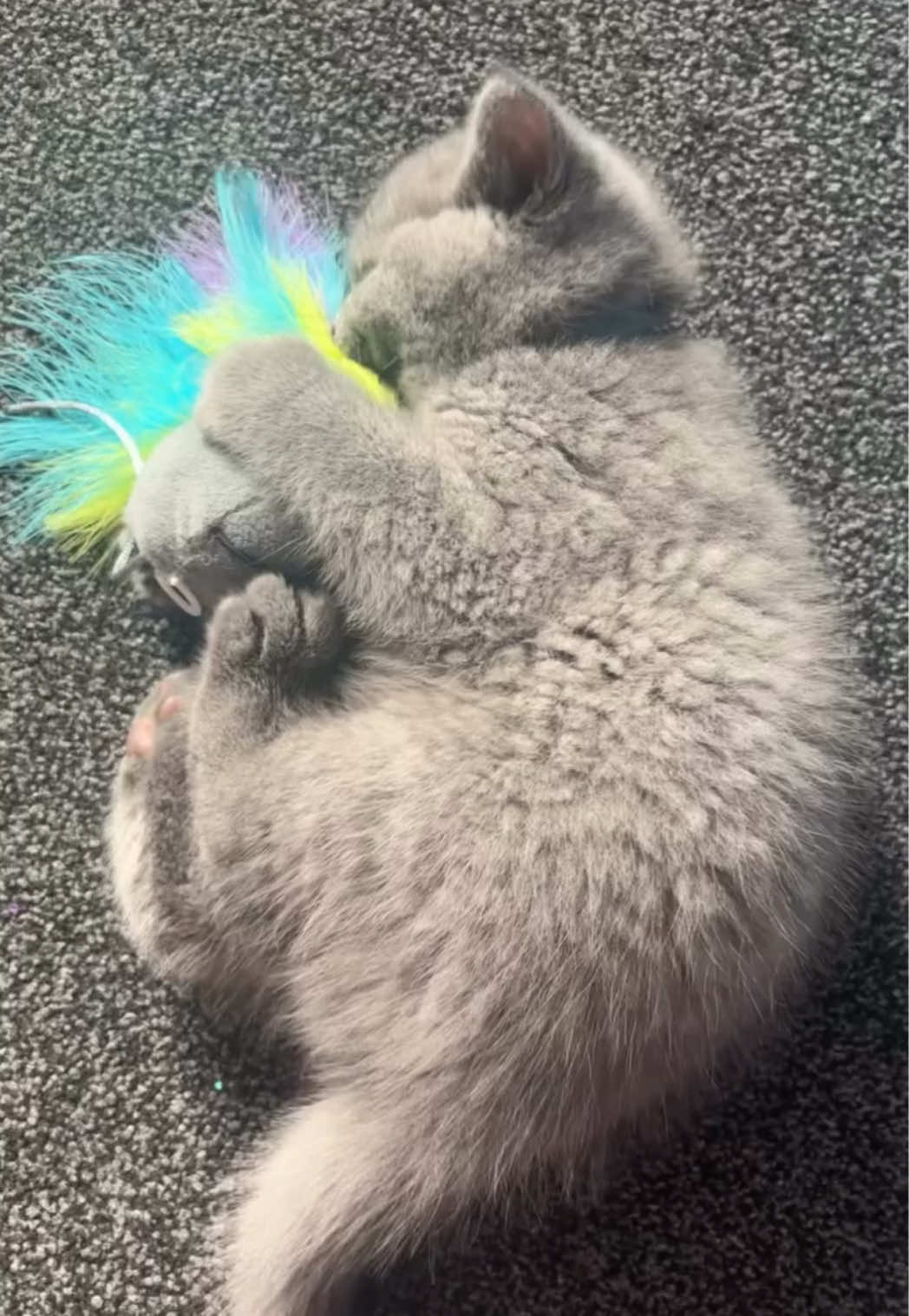 My floof ball is ONE 🥳 🎂 #britishshorthair #britishblue #greybritishshorthair #kitten #kittens #catsofinstagram #bsh #beautiful #cute #floof #fluffy #grey #foreveryoung #cutecat #kittensoftiktok #baby #birthday #animalsoftiktok #foryoupage #foryou #fyp 