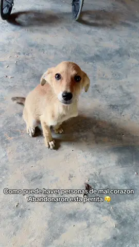 #paratiiiiiiiiiiiiiiiiiiiiiiiiiiiiiii #viraltiktok #rescantandoanimales 