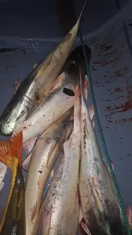 Pescando en la selva #dorado #pescaria #ecuador #fishing 