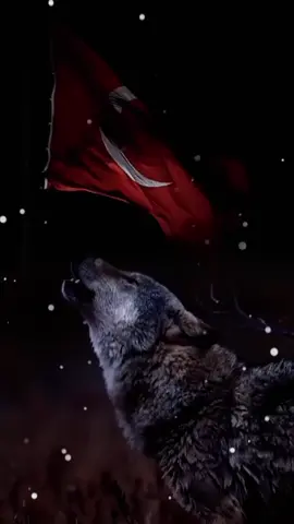 #🇹🇷🐺 