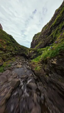 What is freedom for you? That's my definition ✨️ #madeira #madera #portugal #jungle #fpv #drone 