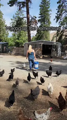 Waking up The Homestead #homesteadlife #farmlife #chickenlife 