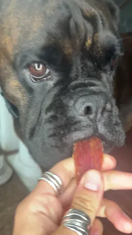 #duckjerky #boxersoftiktok 