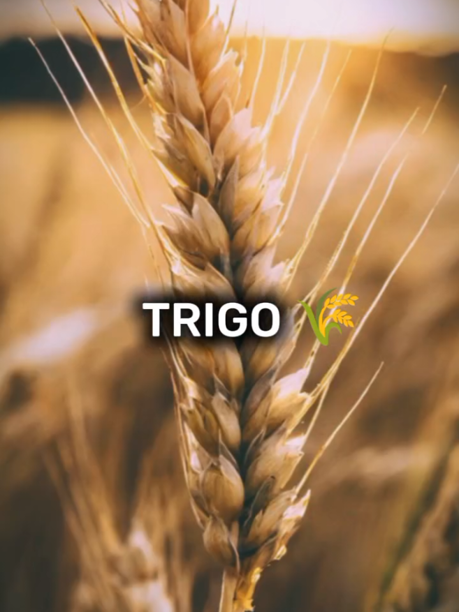 - Trigo 🌾 #CapCut  #mgagrooficial #johndeeregreen #johndeerepower #johndeerelovers #johndeerearmy #johndeere #trigo #sorgo #milho #soja #agronegocio #agricola #agro #agronomia #agronomo #agroétop #oagronaopara #agronegociobrasil 