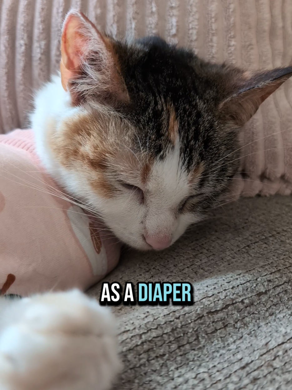 Trial and Error with our Incontinent Cat #cat #catsoftiktok #catlover #fyp 