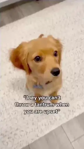 he said TRUST FALL (ig joey_the_gc) #dog 