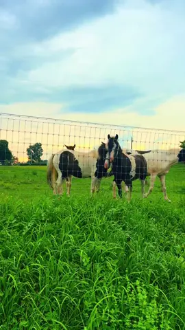 Country evenings are the best🌅🐎