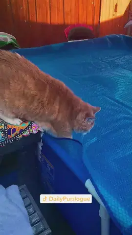 #cat #catsoftiktok #catlovers #cats #funnycats #catlover #funnycat #fyp 
