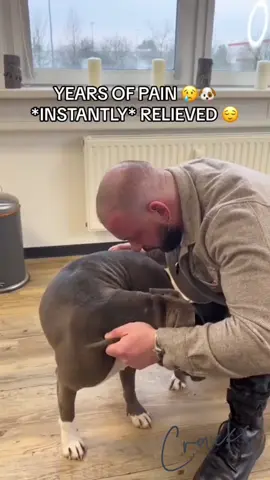 Dogs With Back Pain See a Chiropractor #chiropractic #chiropractor via Bones_Hands_Animals 