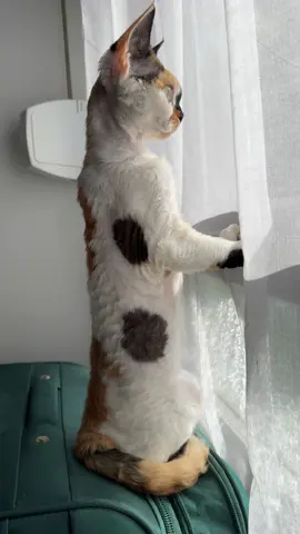 #devonrex #cat #🐈‍⬛ #🐈 #lovecats #pets #❤️ 