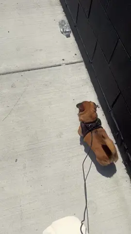 New leash for Gert