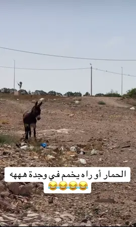 الحمار أو راه يخمم في وجدة هههه #المغرب🇲🇦تونس🇹🇳الجزائر🇩🇿 #fypf #توحشت_بلادي😢😢 #oujda #oujdaعالم_التيك_توك 