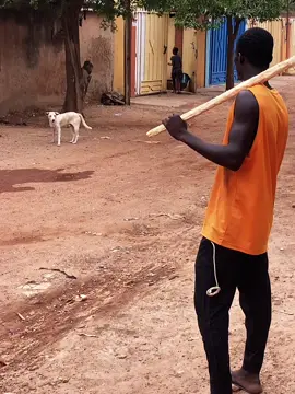 Je vous présente le chien de mon voisin #CapCut#tiktok🇧🇫burkina💪🏽🇧🇫✨✨ 
