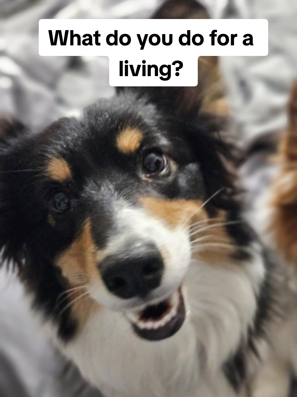 What's your dog's job title? #StayAtHomeDaughter #DogMomLife #SpoiledAndProud #LivingHerBestLife #TooCuteToWork #NapQueen #BarkForSnacks