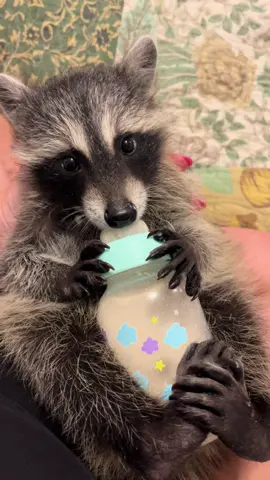 Olives two favorite things. Her mama and her bub. #raccoonsoftiktok #raccoon #Olive #fyp 