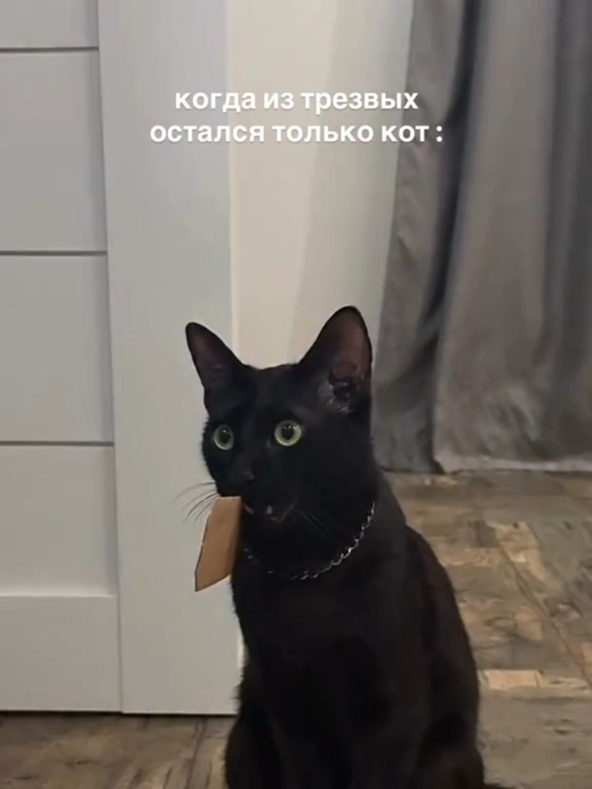 Кот #кот #котики🐈
