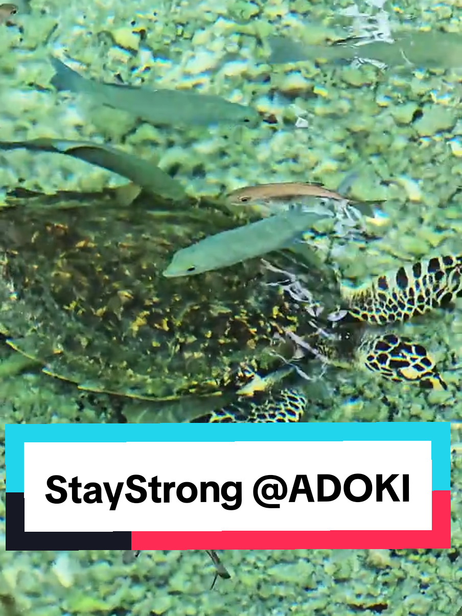 Melihat KeHidupan Harmoni dari Spesies  Dalam Air_ Adoki Yendidori #biakpapua  #Ekowisata #pesonaindonesia  #tigaraja #PAPUA #wisatabawahlaut 