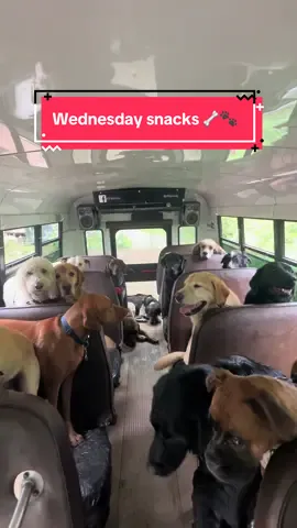 Wednesday snacks! Thank you Junior and his mom Fifi! 🦴🐾  #dogsnacks #dogpack #dogsofttiktok 