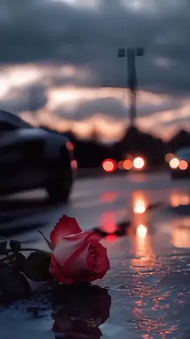 يا لها من صورة تنبض بالمشاعر... 🌹 وردة على الطريق المبلل، وكأنها قلب وضع كل حنانه وسط برد الحياة وضجيجها، لكنّه ما زال جميلًا رغم كل شيء. الصورة تحكي حكاية صبر، وهدوء، وجمال نقي وسط العتمة والضجيج.