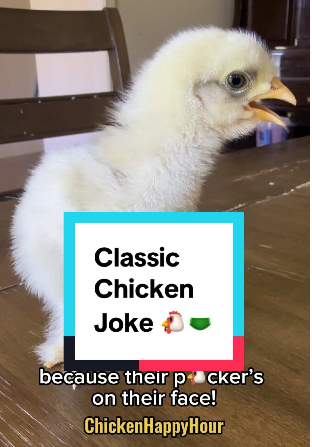 a classic chicken joke they learned from their stepdad fowl Frankie 🐓 #chickens #jokes #dadjokes #funnyanimals #chickenhappyhour 