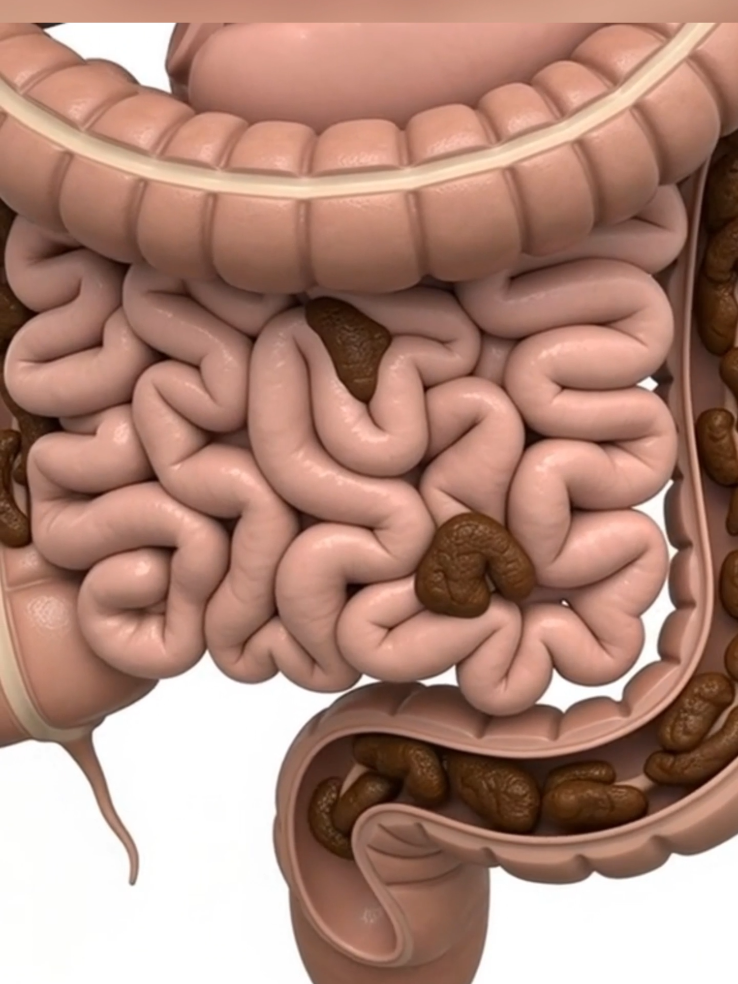 Tus intestinos empujan las heces con ondas rítmicas: se llama peristalsis . . #colon ##ciencia #datoscurisos #educational #Amazing #salud #parati