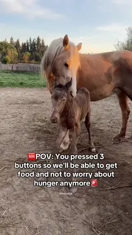 🚨POV: You pressed 3 buttons so we'll be able to get food and not to worry about hunger anymore🚨‼️ ##skydogwaldo##passthesafeact##emptythepens##livewildstayfree##adoptbImburros##wilddonkey##donkeysmatter##skydogburros##stoptheroundups##donkeysanctuary##savedfromslaughter##killpenrescue##rescuedoneright#nationalgeographic