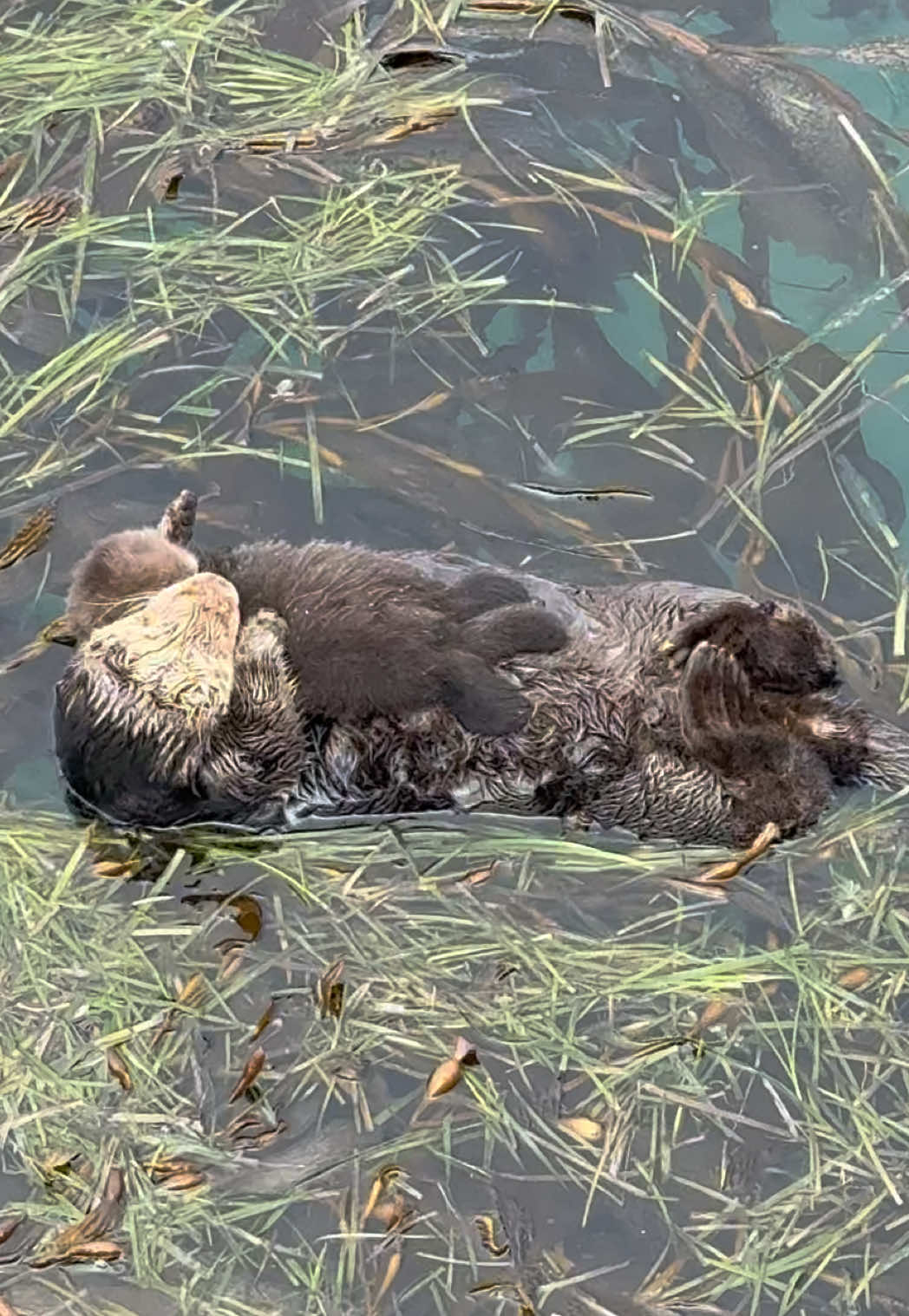 I’m still starstruck I saw this with my own two eyes and I was a few feet away from them😭😭😭BIG BABY FEVER YALL #baby #babyotter #morrobay #babyyy #furbaby #prettylittlebaby 