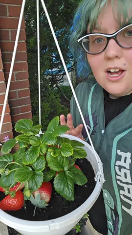 growing strawberry 🍓 s