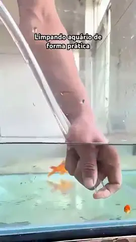 Olha como ele limpa.  #peixe #aquario #dark #utilidadepublica #limpeza #podcasts #dinheiro #gemeosinvestem #fontinelle #jonvlogsclip 
