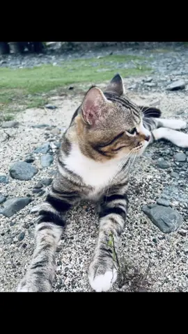 #kucing #catlovers #fyp #fotolive