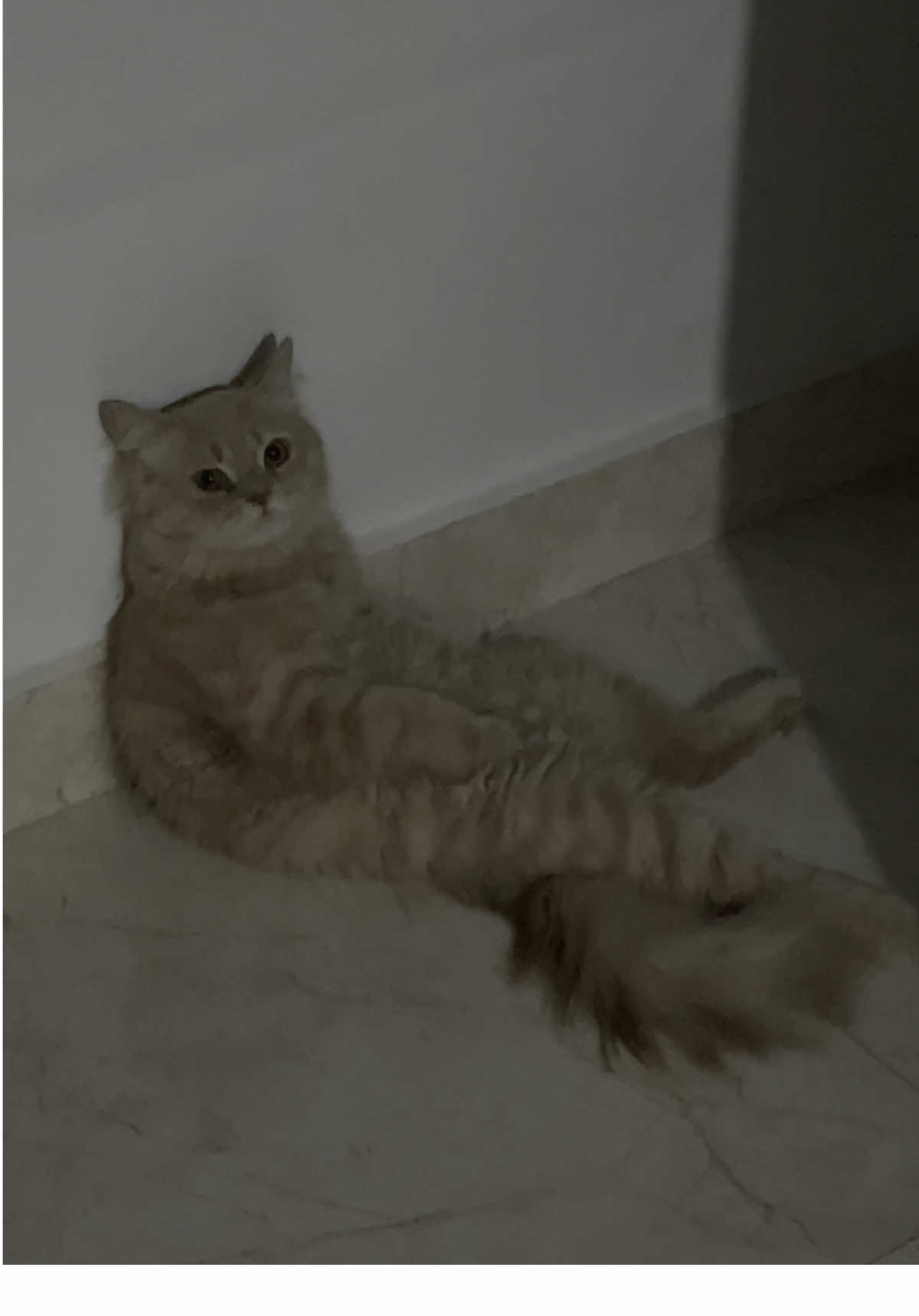 🐈💨 #قط #قطوه 
