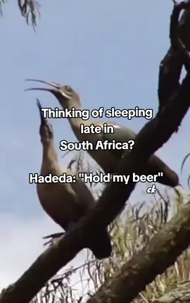 If the Hadeda was a person, it would show up uninvited, yell at everyone, and leave like nothing happened. #hadeda #loudaf #southafrica  #fyp #holdmybeer 