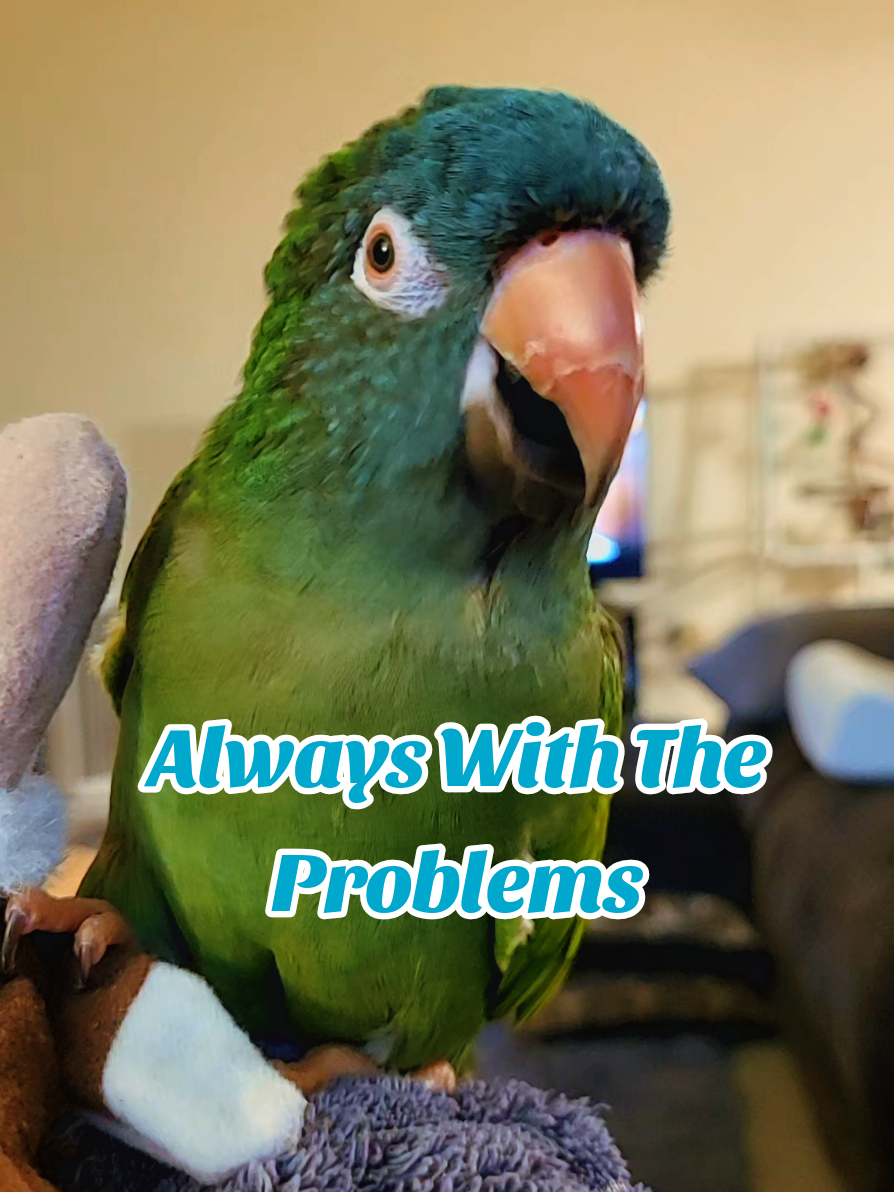 Always With The Problems #birdsoftiktok #talkingbirds #cutebirds #bird #parrotsoftiktok 