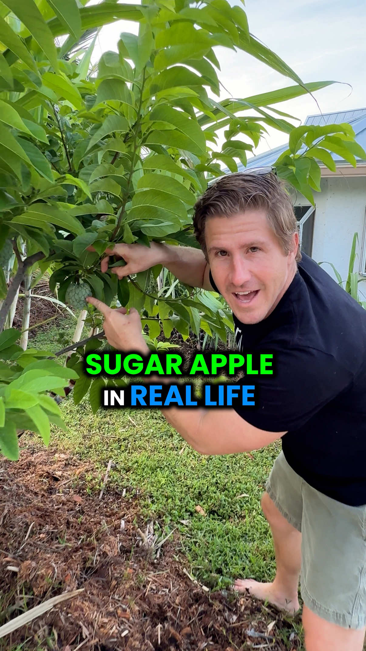 Grow a Garden of Sugar Apples in real life! 🍏 Each fruit holds a couple of dozen seeds inside, making it easy to grow more from scratch, without having to spend hundreds of thousands or even millions of Shekels for it!  These fruits ripen in the fall and winter when they soften on the tree, no need to use the sprinkler method or any other glitch…The taste is amazing, think creamy vanilla custard with a tropical twist. Which mutations should we try to get on this fruit? And any other Grow A Garden tips that we could implement in our real-life garden? Let us know in the comments! Follow @GrowInnHomes for more food growing and real estate tips 🏡 We buy fixer-upper real estate and grow food on our rental properties. We believe growing food is a gateway to healthier habits 🌿 #GrowInnHomes #GenerationalHealth #Unify #Community #GrowingFood #FoodForest #FloridaGardening #NaturalFarming #FloridaGarden #SustainableEating #SustainableLiving #MultifamilyInvesting #MultifamilyRealEstate #BuyingMultifamily #FoodGarden #Multifamily #Growagarden #PlantTok #TikTokLearningCampaign #Apple