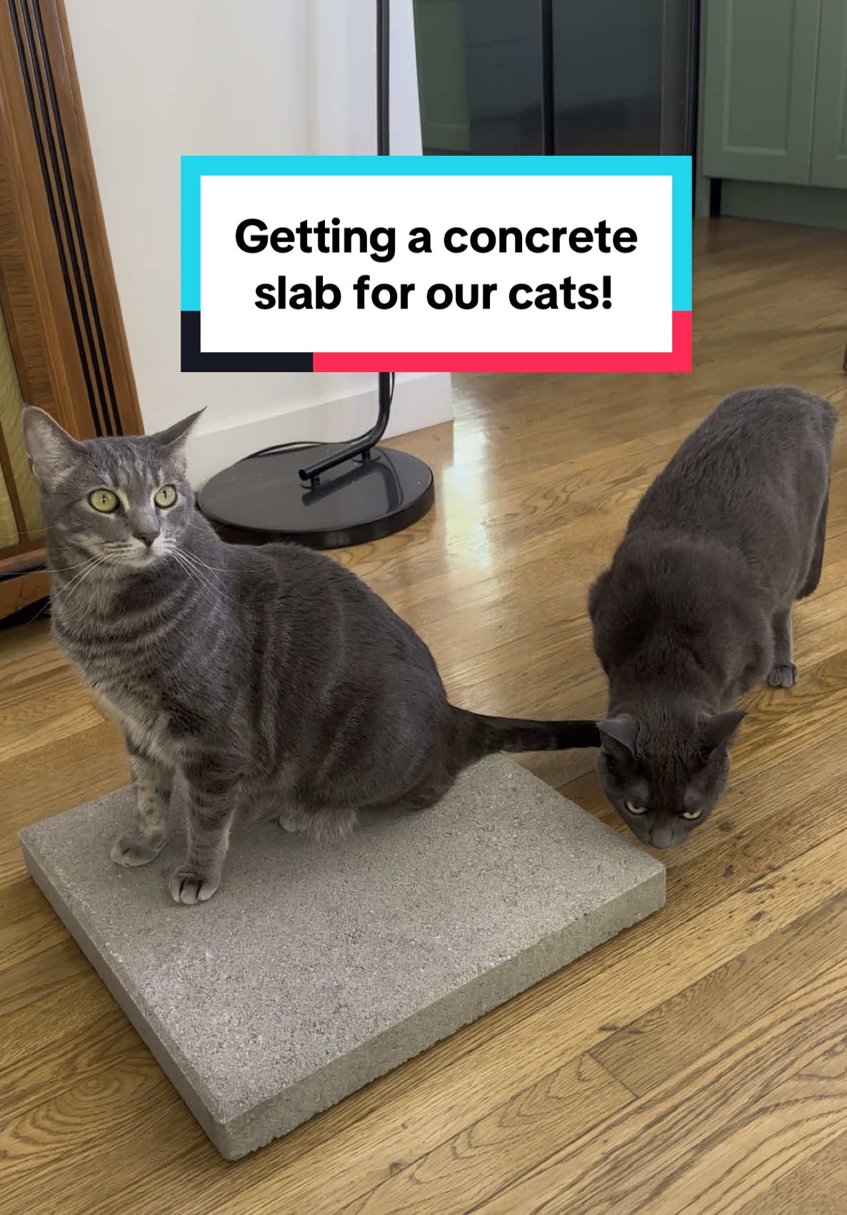 Getting our indoor cats a concrete slab so they can pretend to be outside! #catsoftiktok #concrete #cats #enrichment 