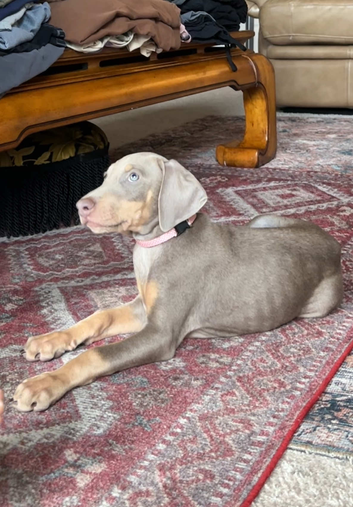 #doberman #dobermanpinscher #dobermanpuppy #fyp #puppytraining #dobermans_of_tiktok #dobermansoftiktok #dobermanlove #puppylife #puppytok 