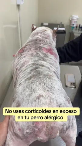 Los Corticoides en exceso generan efectos secundarios. #dermatologiaveterinaria #veterinariaperu #dermatologiaveterinarialima 