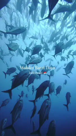 🌴 POV: Menyelam di Maluku Barat Daya, disambut ribuan ikan 😍 Bayangin: kamu turun ke laut, dan tiba-tiba ada ratusan ikan jack trevally & barracuda berenang mengelilingi kamu. Rasanya kayak lagi nonton pertunjukan ya 🤿✨ Dan semua ini terjadi di tempat yang banyak orang bahkan belum tahu namanya.  📍 The Forgotten Islands – Maluku Barat Daya ❤️ Like & follow ya supaya orang lebih banyak tau tentang sisi laut indonesia terutama Maluku Barat Daya 🎥: Video ini dibuat oleh Rizky Erdana sewaktu bekerja di WWF Indonesia, dibuat untuk edukasi dan promosi Kabupaten Maluku Barat Daya—bukan untuk tujuan komersial atau keuntungan pribadi 🌊🐟 👇Komen ya jika ada pertanyaan/saran tempat/kira kira konten yang menarik apalagi untuk saling berbagi 😁 #malukubaratdaya #malukupride🏝🔥 #maluku #visitmaluku #diving #fyp #malukubaratdayahits #hiddengems #oceanlife #wonderfulindonesia #scubadiving #ocean #maluku #malukupride🏝🔥fypシviral 