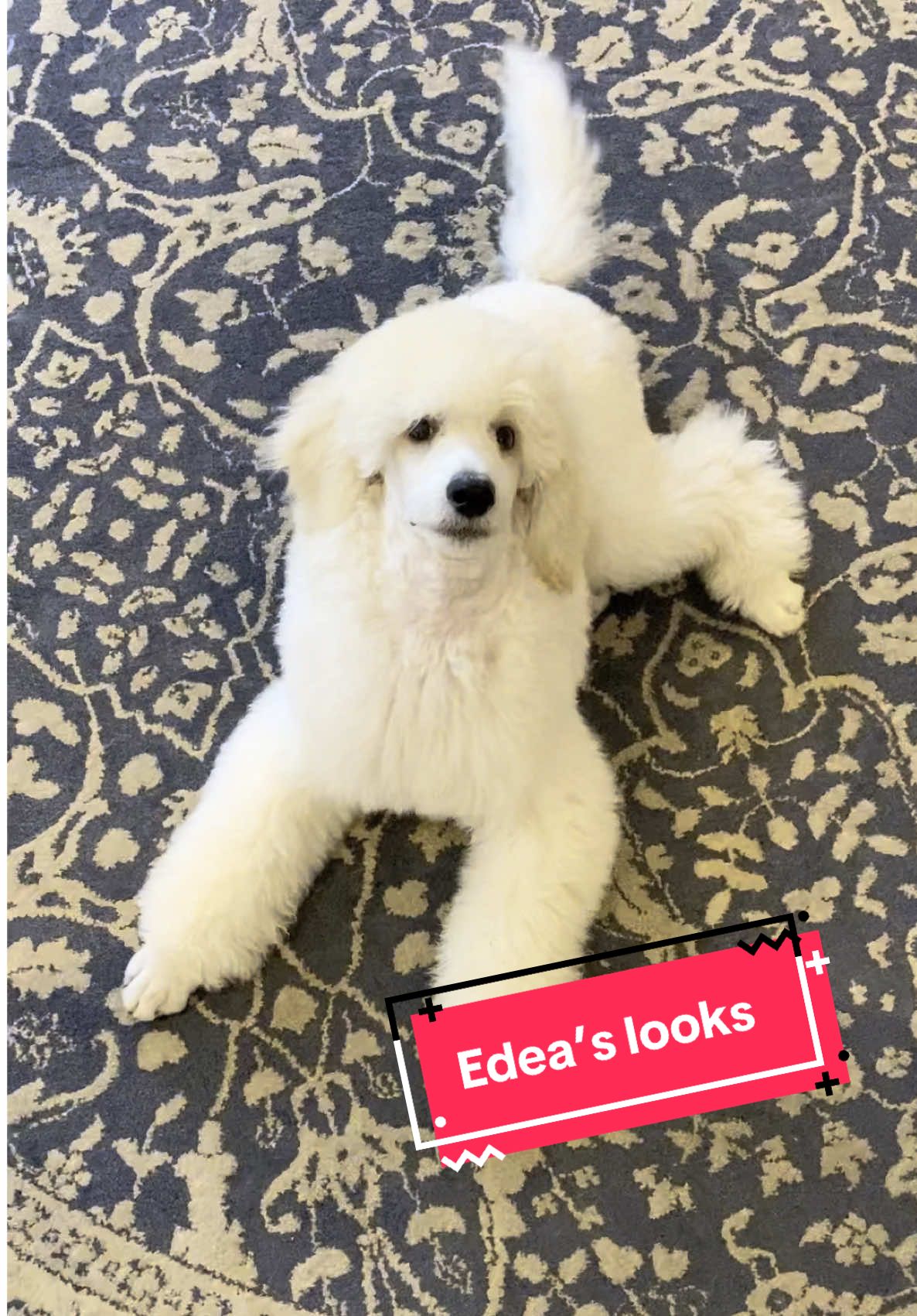 She grew up fast but in fashion 💅 #cutedog #standardpoodle