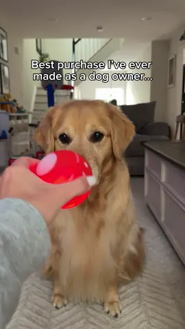 Great for rainy days or even really hot days! He gets so tired afterwards. #dogsoftiktok 