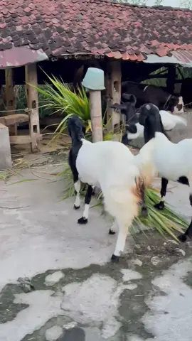 #fyp #fypシ #4u #kambing #kambingetawa #kambingkontes #kambingkaligesing #kambingkontesviral #peternakmuda #kambingpe #kambingkontesetawa #kambingperanakanetawa #gunungkidul #gunungkidul24jam 
