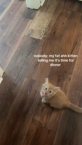 looks at the food bowl.. looks at me.. screams #fyp #kitten #orangecat 
