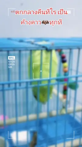 ตกหลุมรักเด็กคนนี้จัง🦜🥰 #เยลโล่ #นกแก้วฟอพัส #ฟอพัส #คนรักนก #อรัญญิกพิษณุโลก #พิษณุโลกหวานเจี๊ยบ 